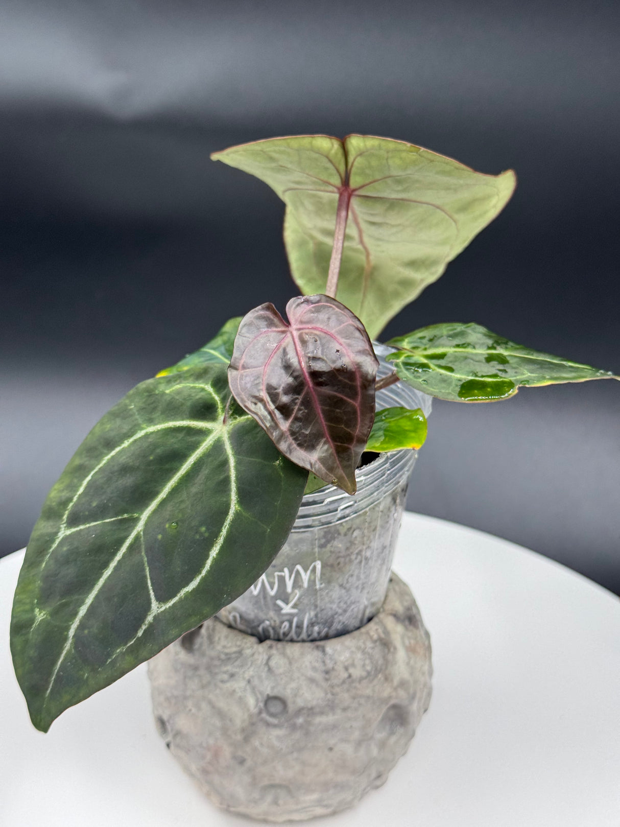 Anthurium BWM x (Brielle x Red Crystal)