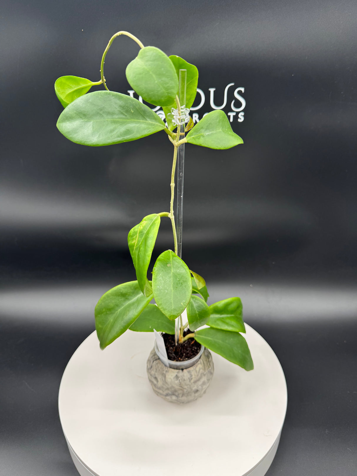 Hoya MIndorensis Red