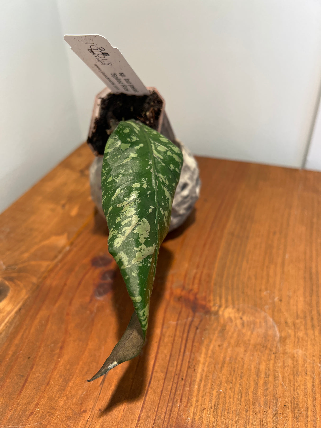 A-960 sp. bur petal ‘Spilled Rice’