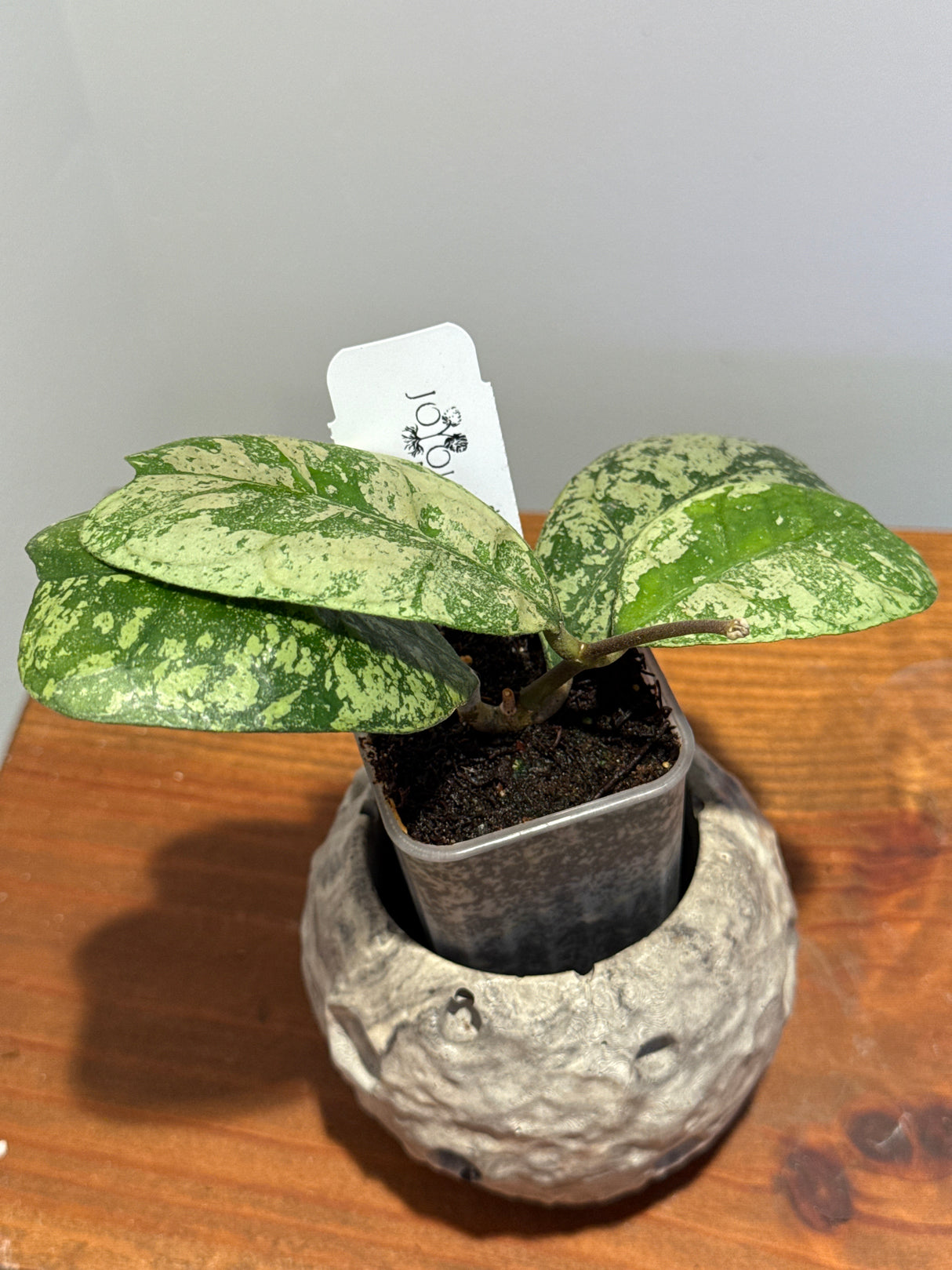 A-191 Hoya deykeae ‘Morning Dew’