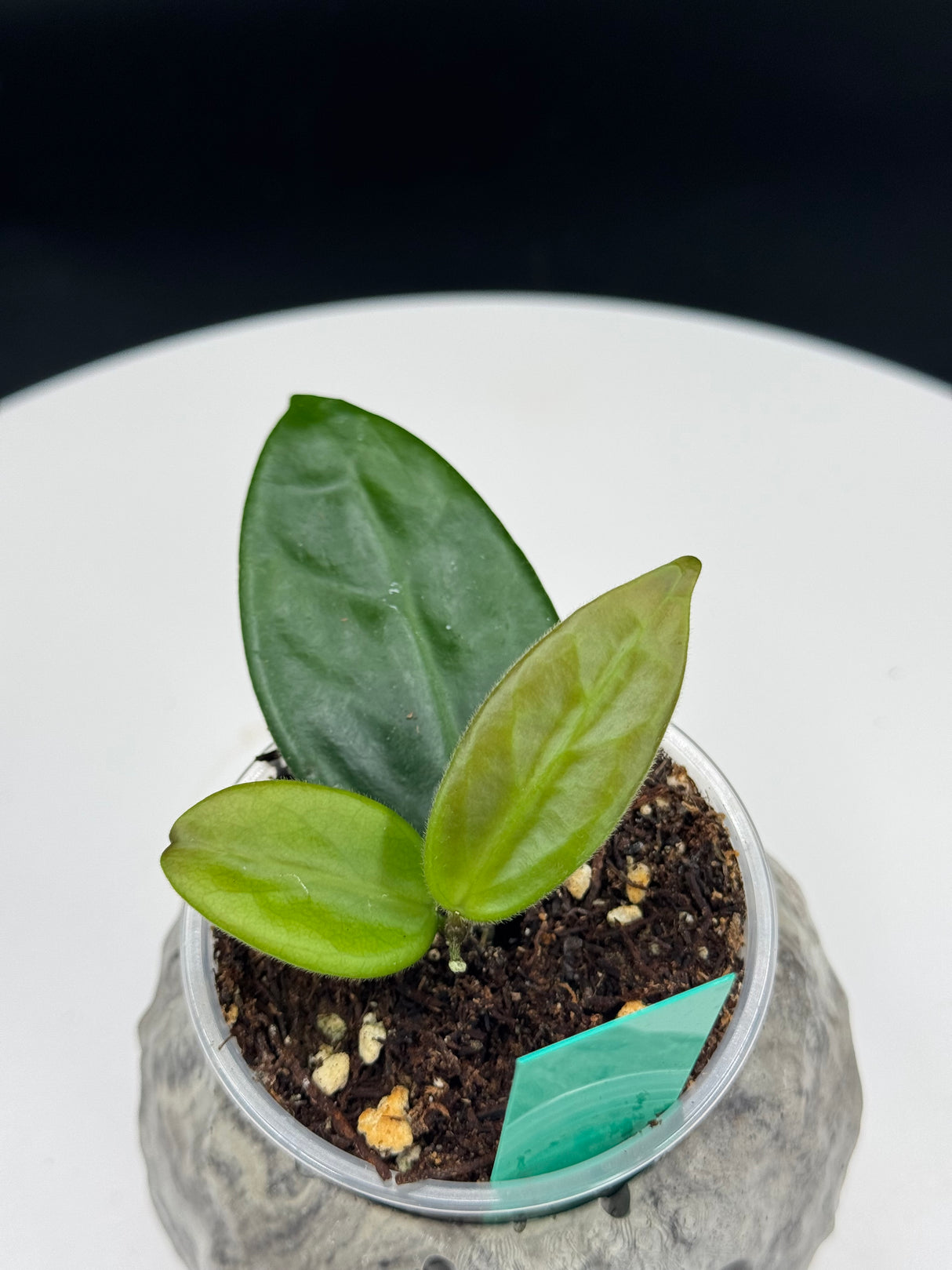 Hoya Vangviengiensis