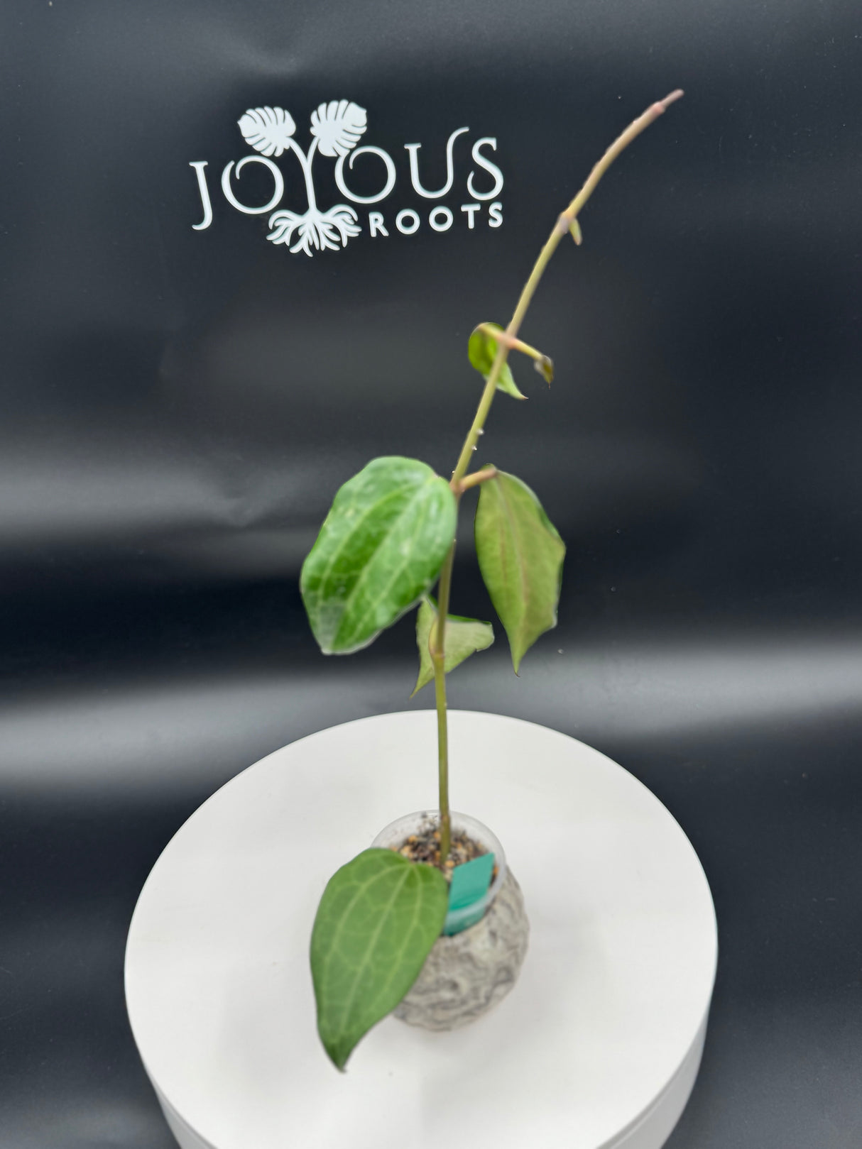 Hoya latifolia (Splash) Indonesia