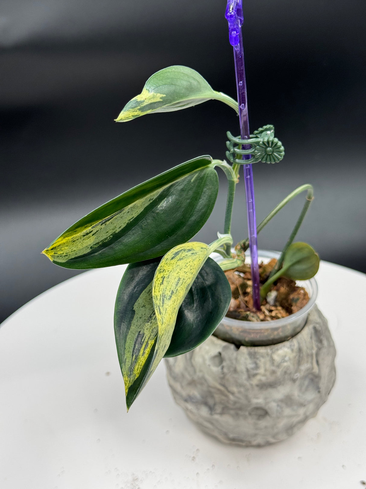 Scindapsus Treubii Dark Variegated