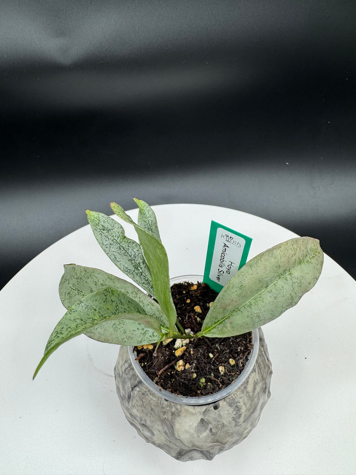 Hoya amicabilis (Silver)