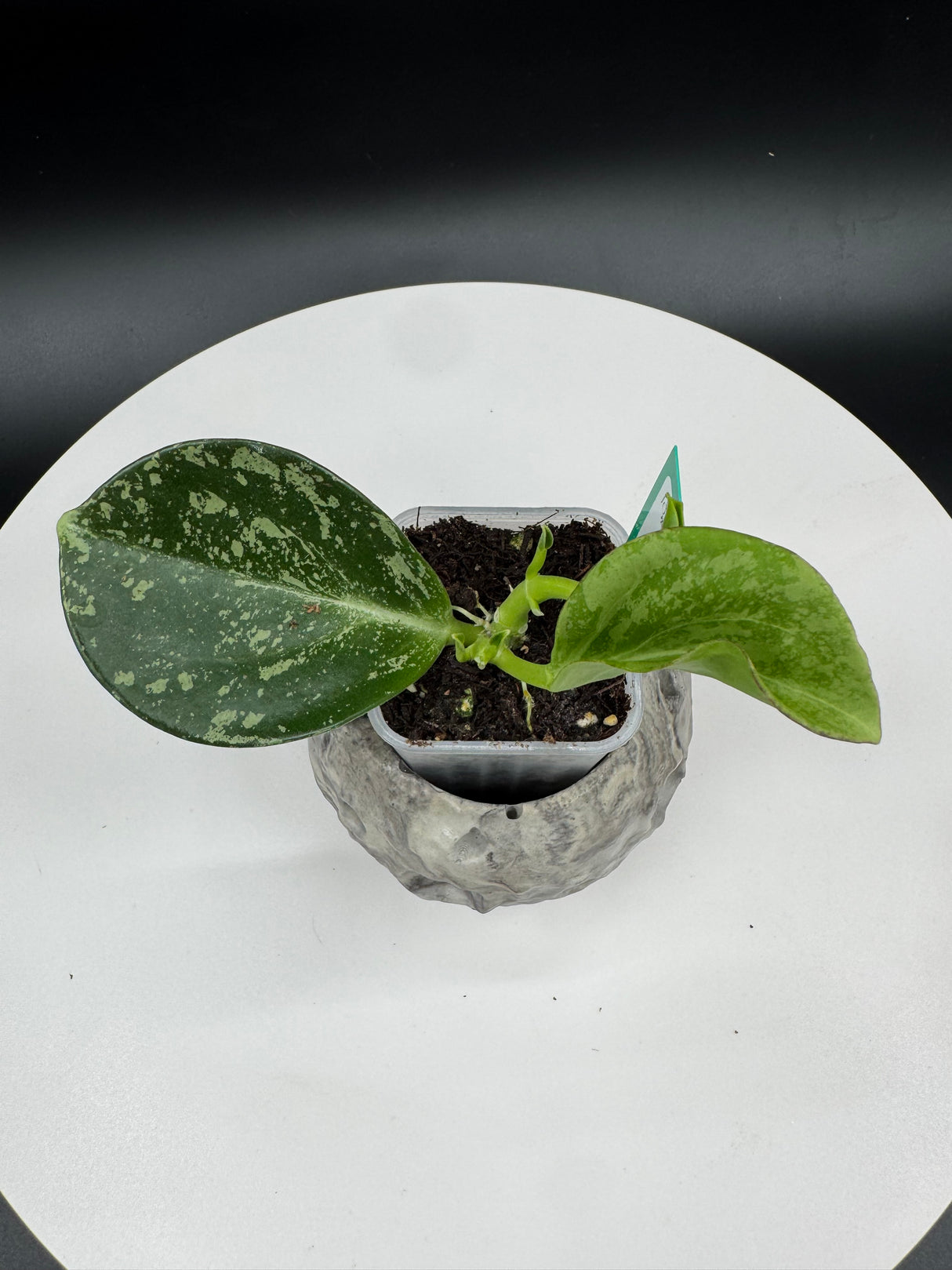 Hoya subquintuplinervis (Splash)