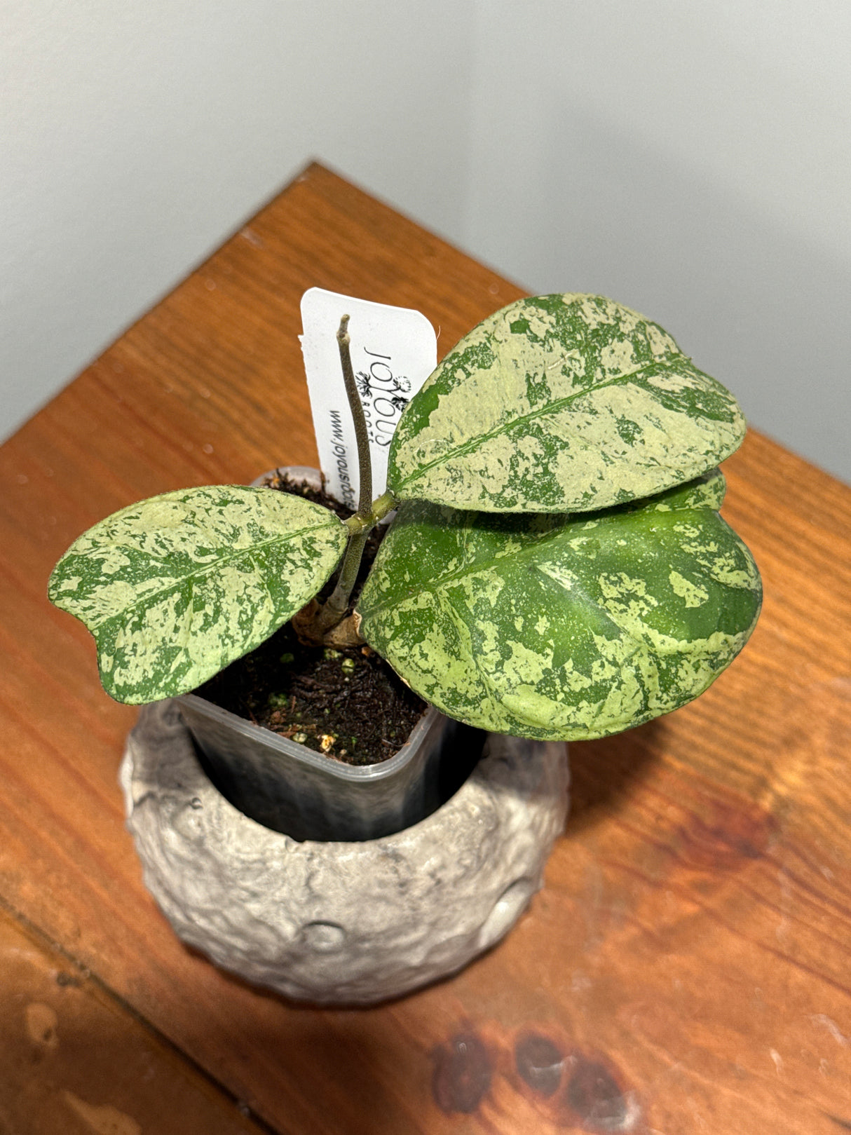 A-192 deykeae ‘Morning Dew’