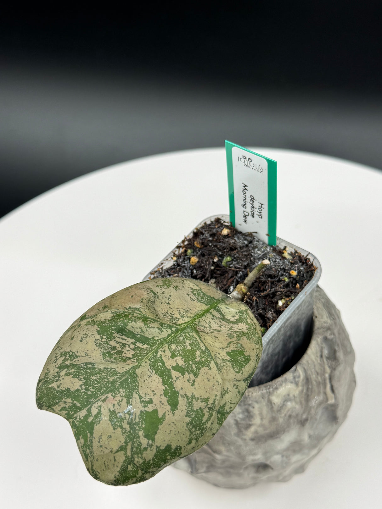 Hoya deykiae Morning Dew