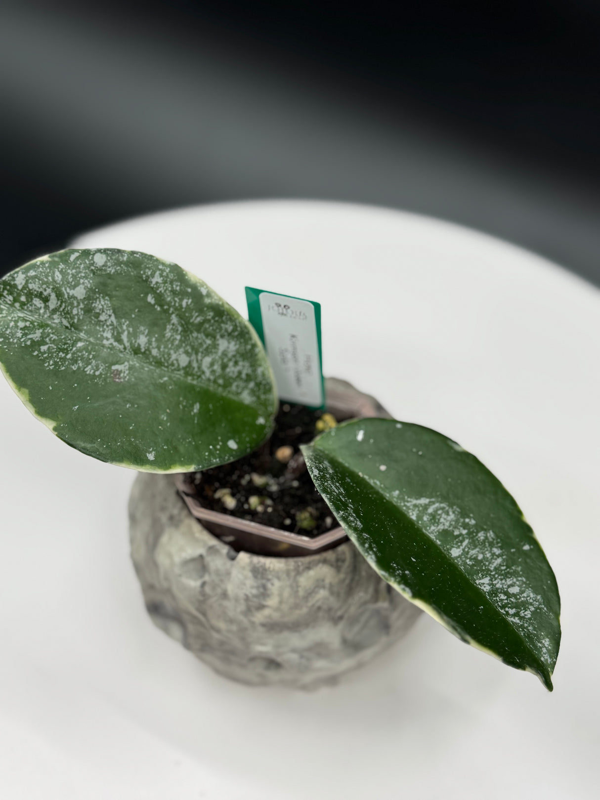 Hoya Krimson Queen Splash