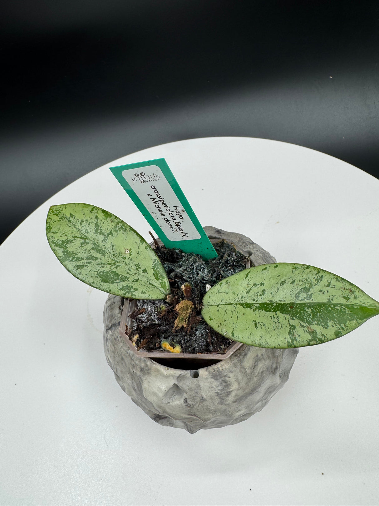 Hoya crassipetiolata(Splash) x michele clone 2