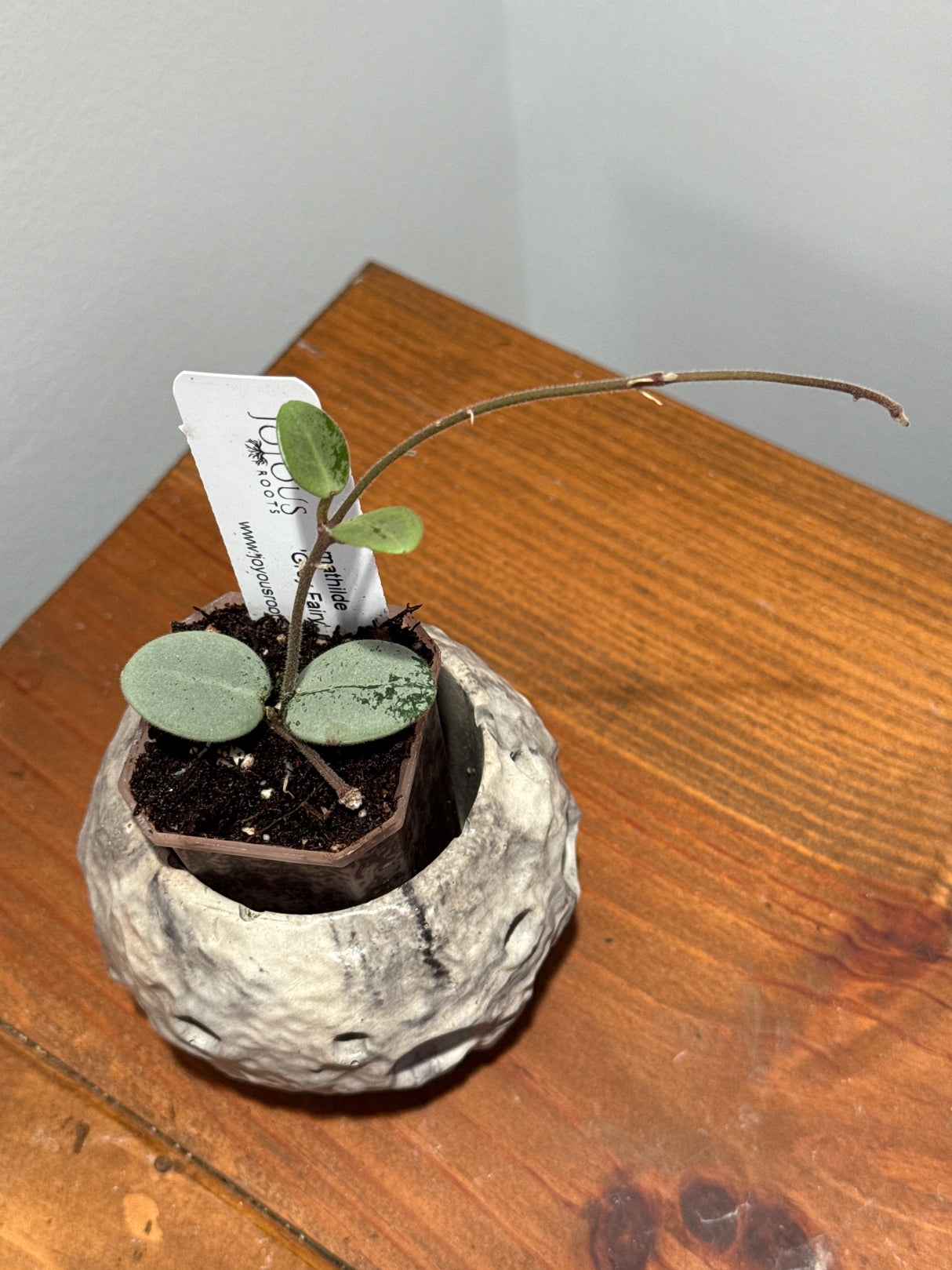 A-194 mathilde ‘Grey Fairy’