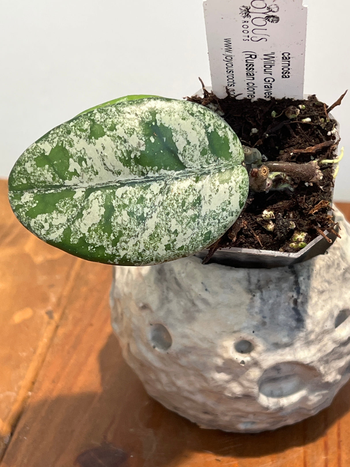 A-961 carnosa ‘ Wilbur Graves’ (Russian clone)