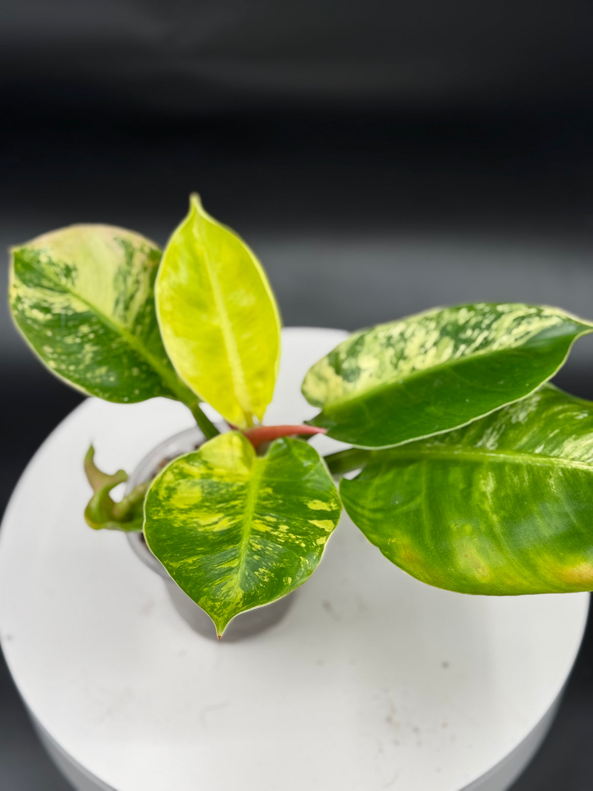 Variegated Moonlight