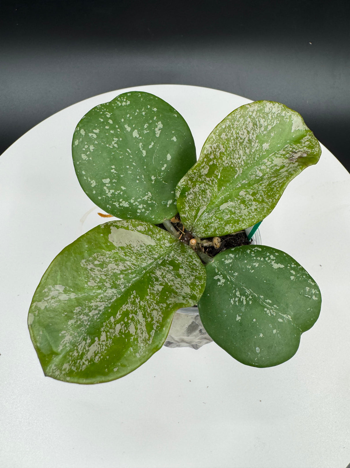 Hoya obovata Splash