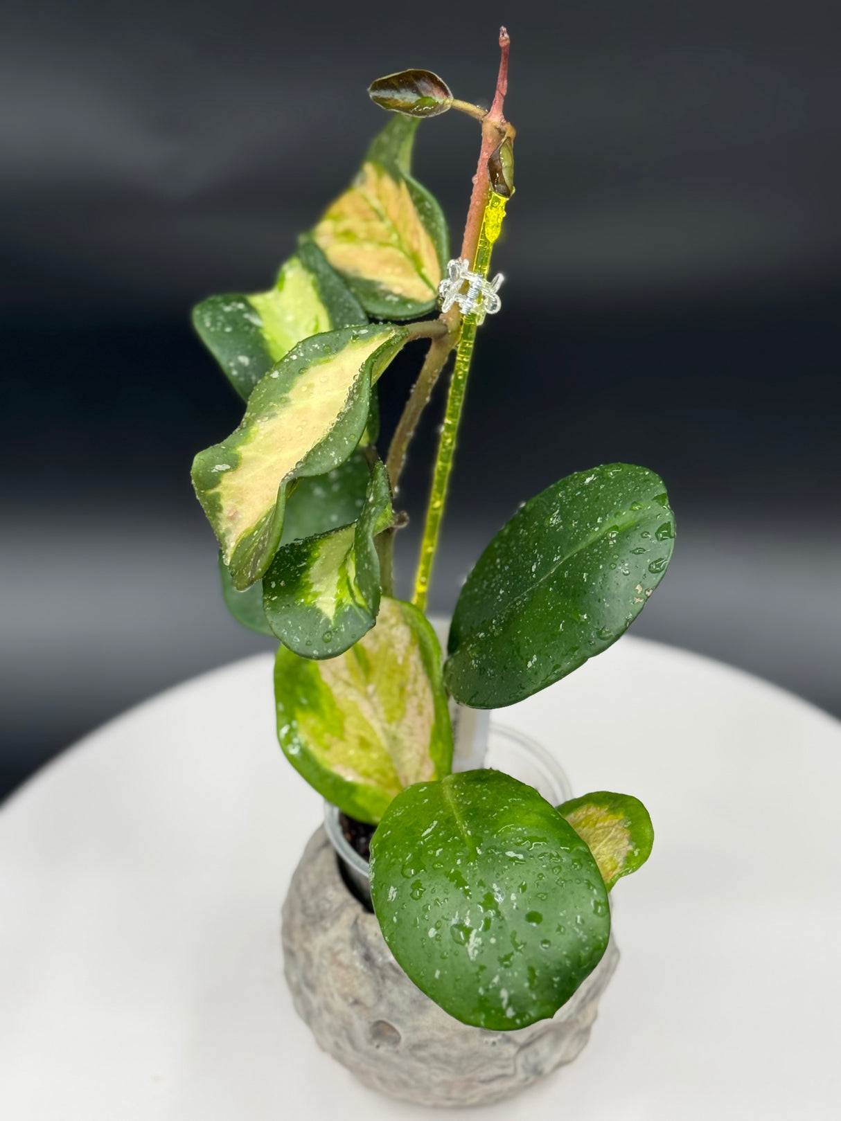 Hoya obovata (Inner Variegated)