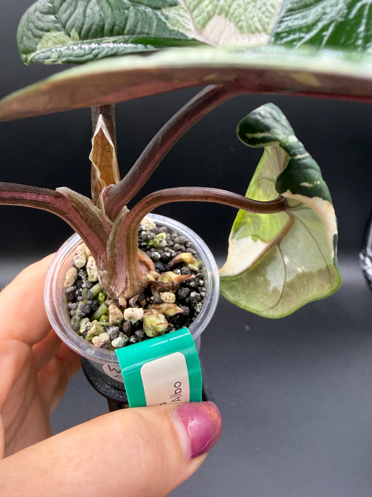 Alocasia Scalprum Albo - WF-969