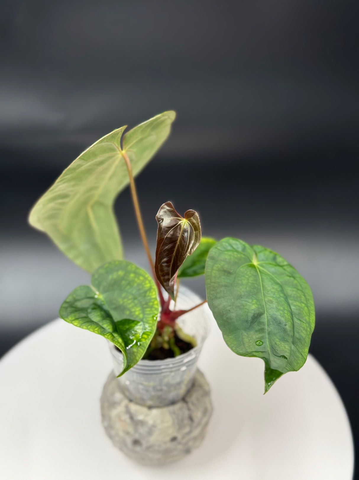 Anthurium BWM x Papi “Trop 10”