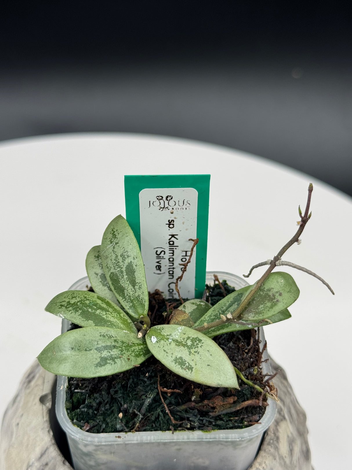 Hoya sp. Kalimantan Coin (Silver)