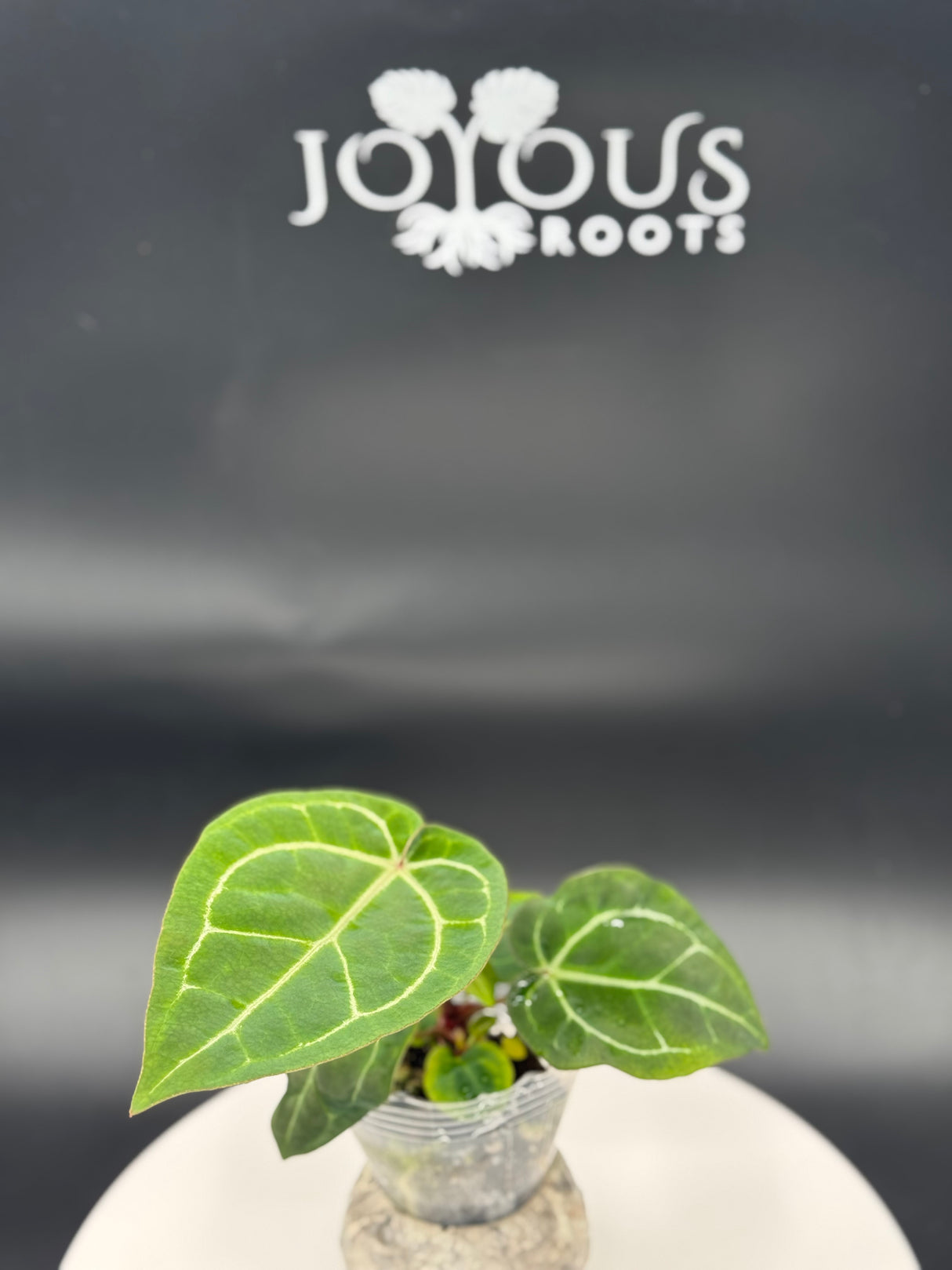 Anthurium BWM x (Brielle x Red Crystal)