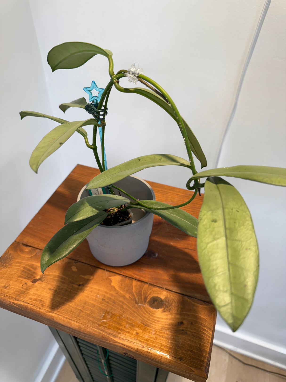 A-150 Hoya Griffithii (Silver, clone 2)