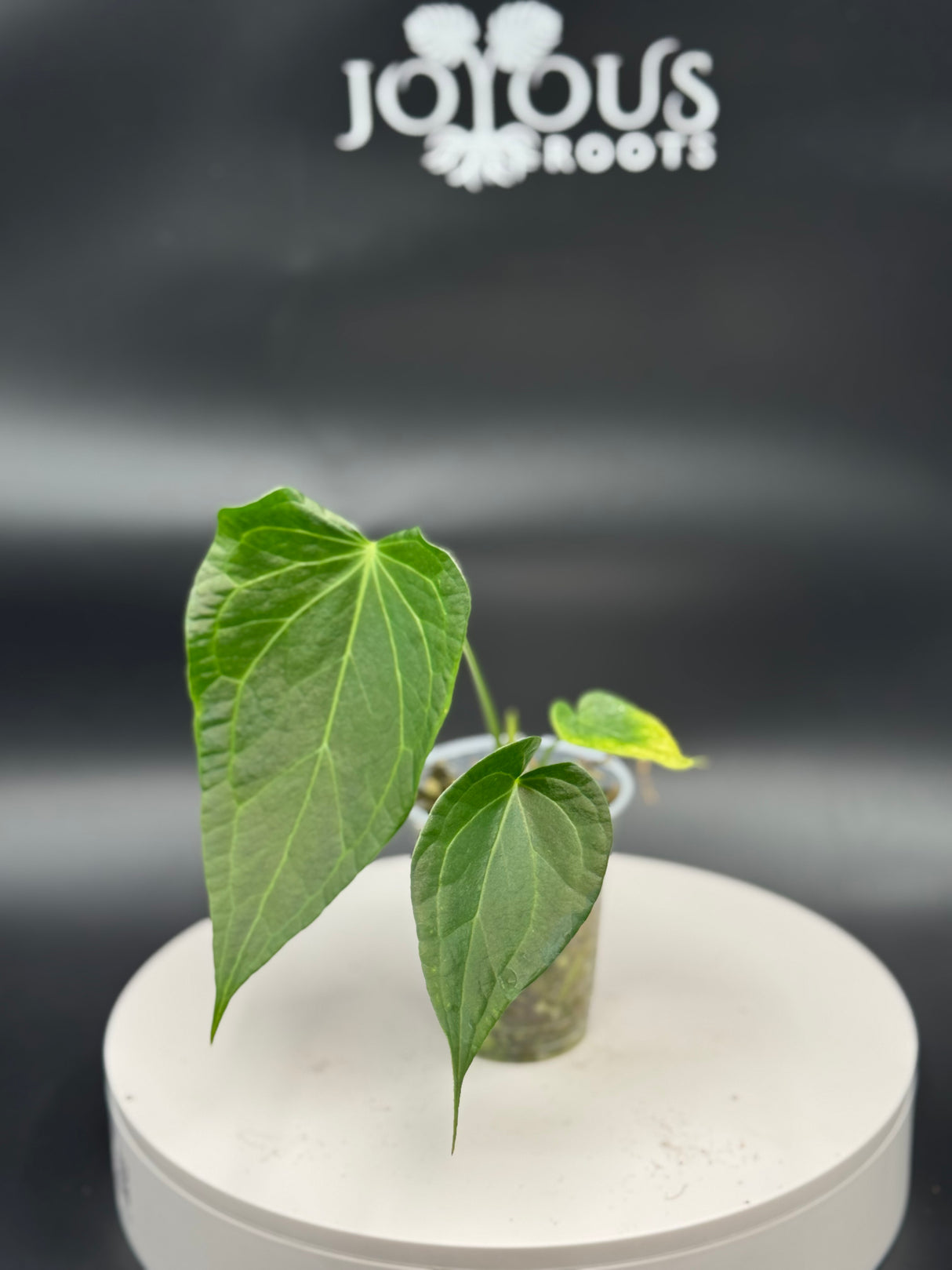 Anthurium Delta Force