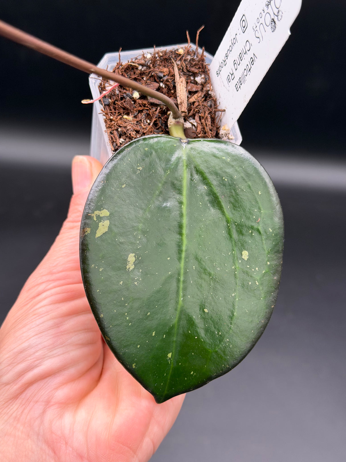 verticillata 'Chiang Rai' -WE-700