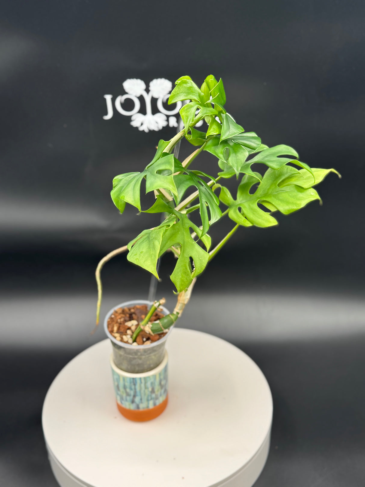 Reverted Tretasperma