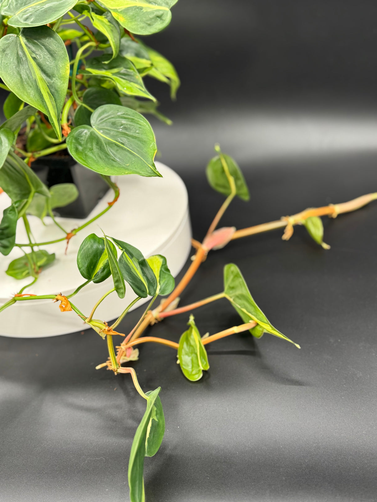 Philodendron Cream Splash