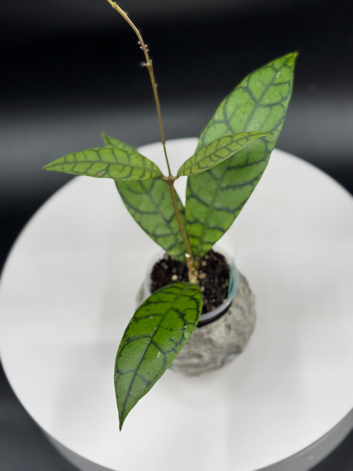 Hoya Aceh Aceh AR-17