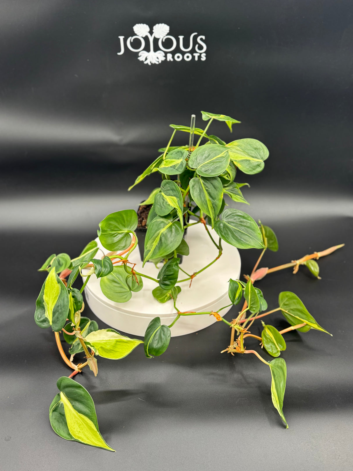 Philodendron Cream Splash