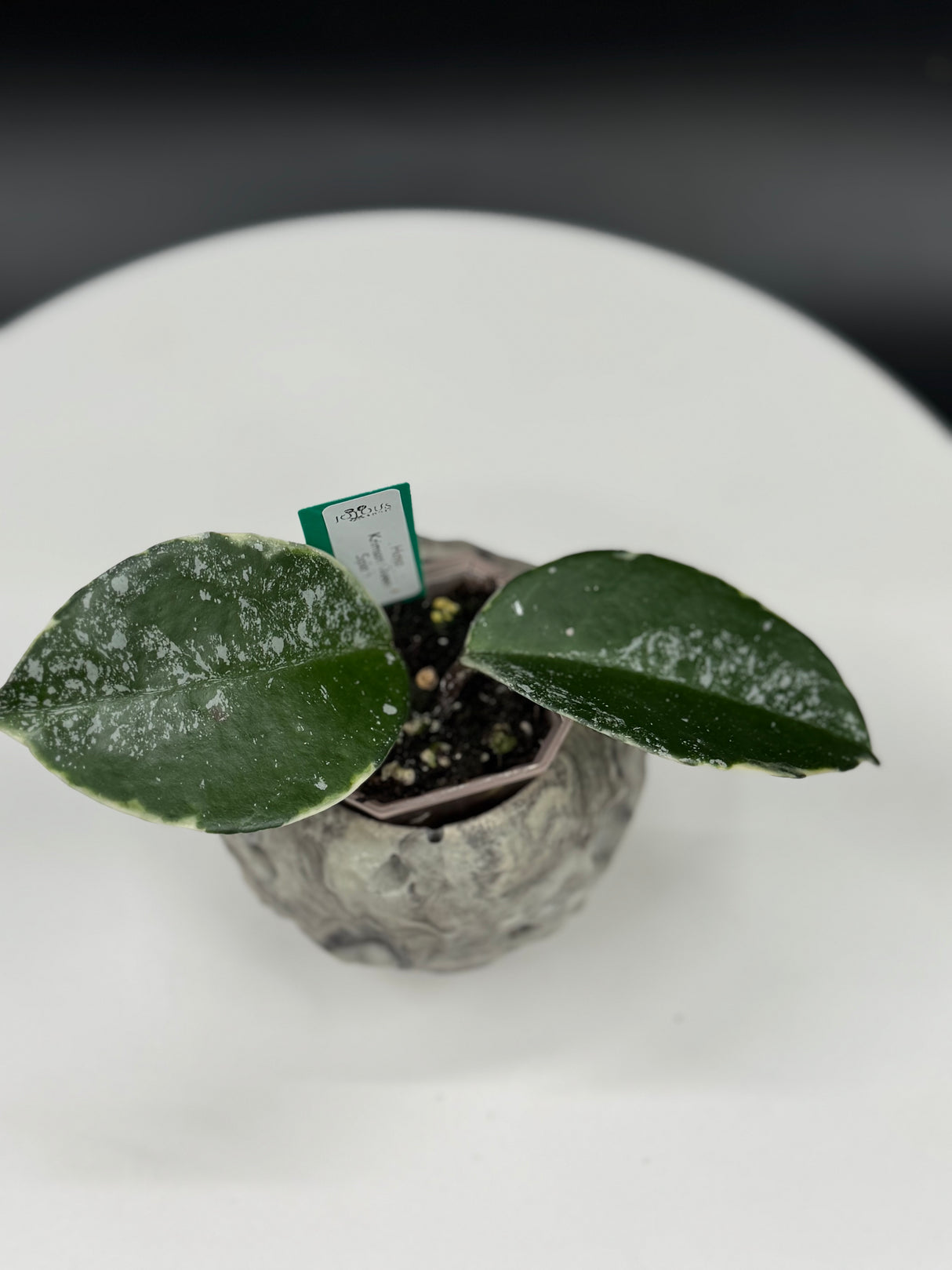 Hoya Krimson Queen Splash