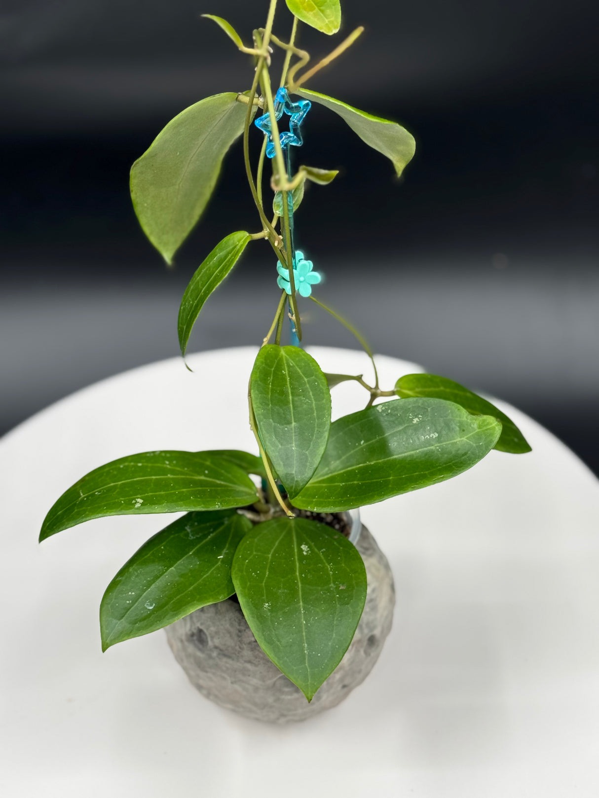 Hoya WRX92-JB01 (sp. BP01 x Bengellip 10)