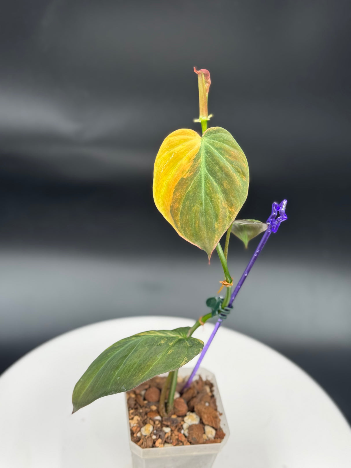 Philodendron Mican Aurea