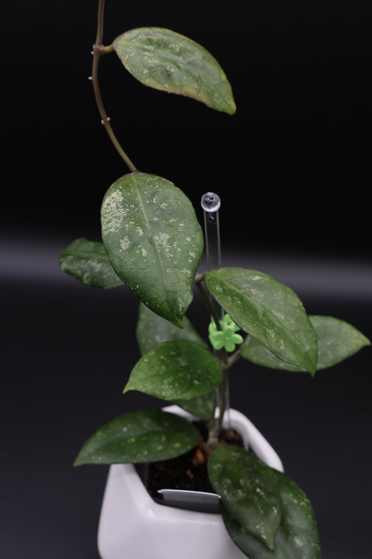 ‘Moon Stone’ RHM24131 (Swiffer’s Dream x UNK)- WD-462