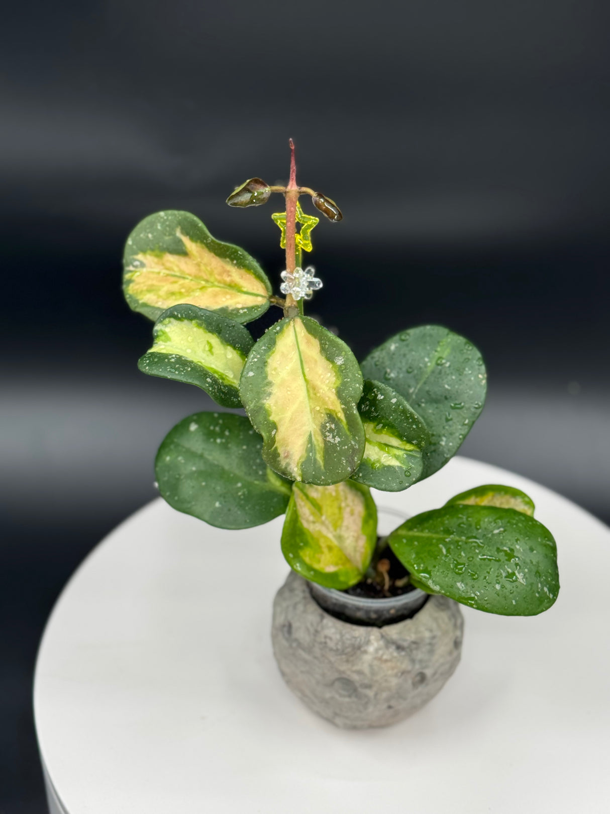 Hoya obovata (Inner Variegated)