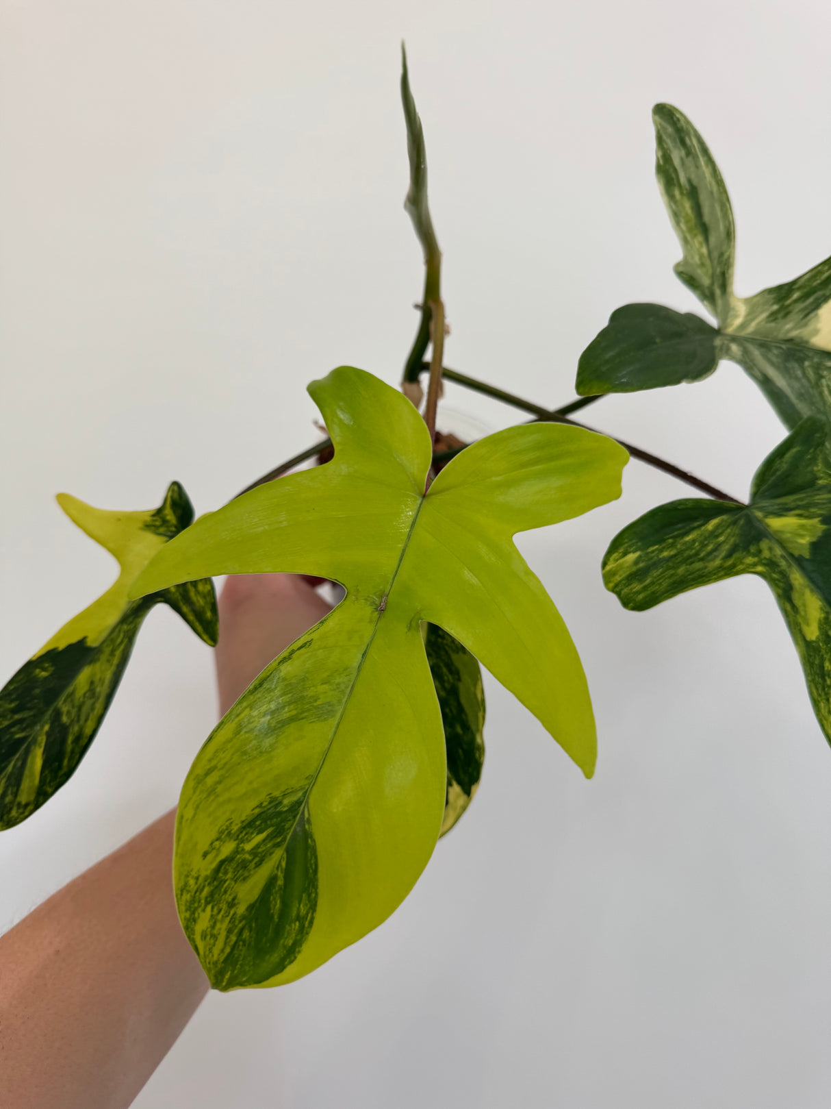 Philodendron Florida Beauty