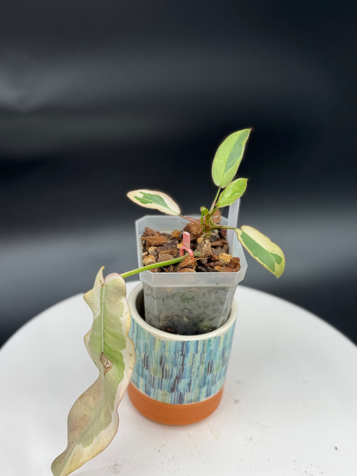 Philodendron Atabapoense Albo