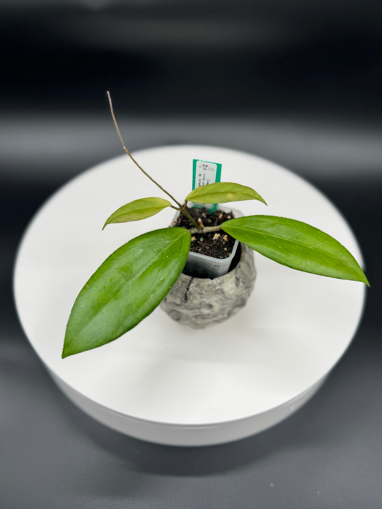 Hoya “Orleans” GTX-29 (cutis-porcelana RJ1 x sp. Estrella Waterfalls)