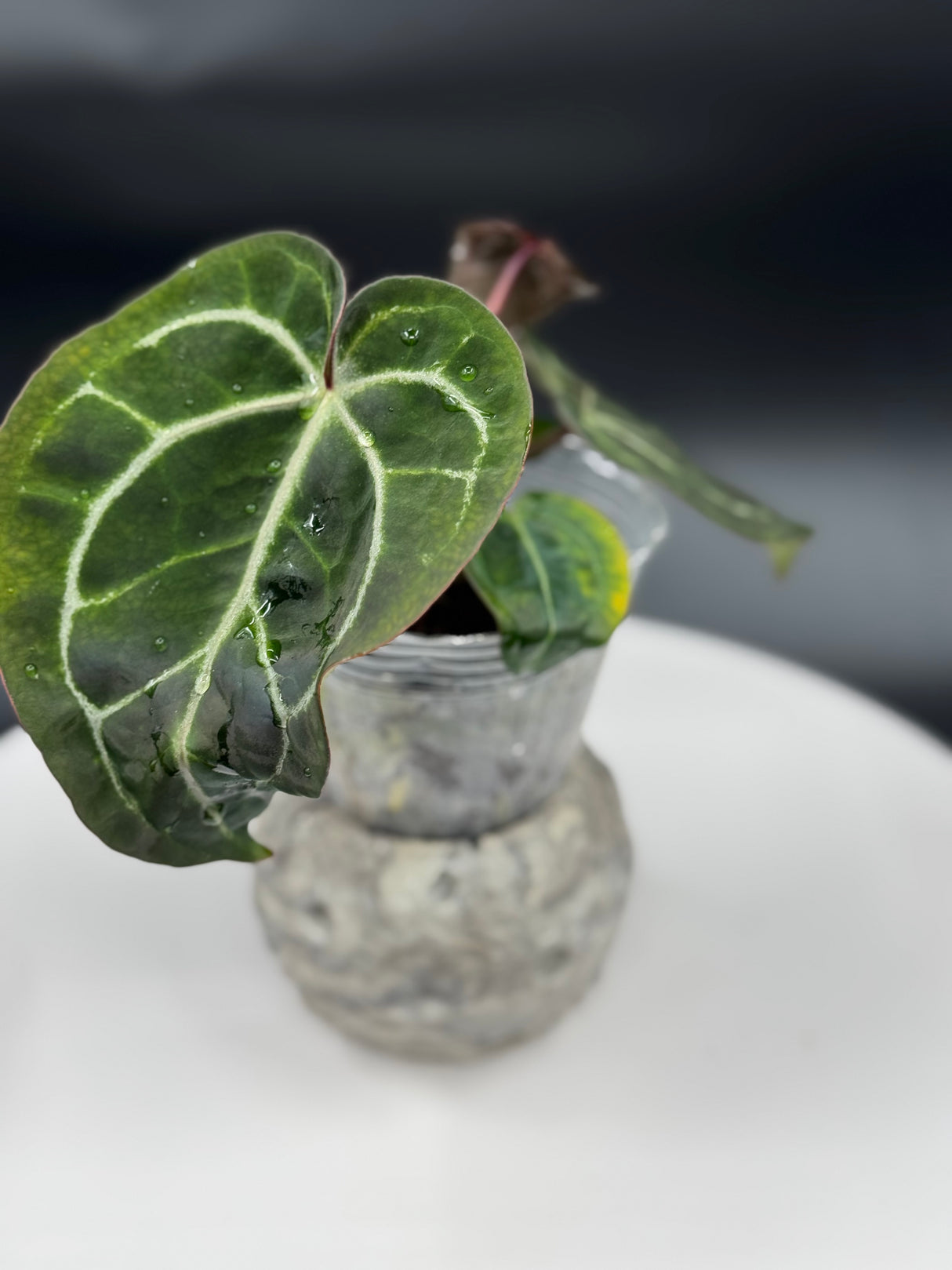 Anthurium BWM x (Brielle x Red Crystal)