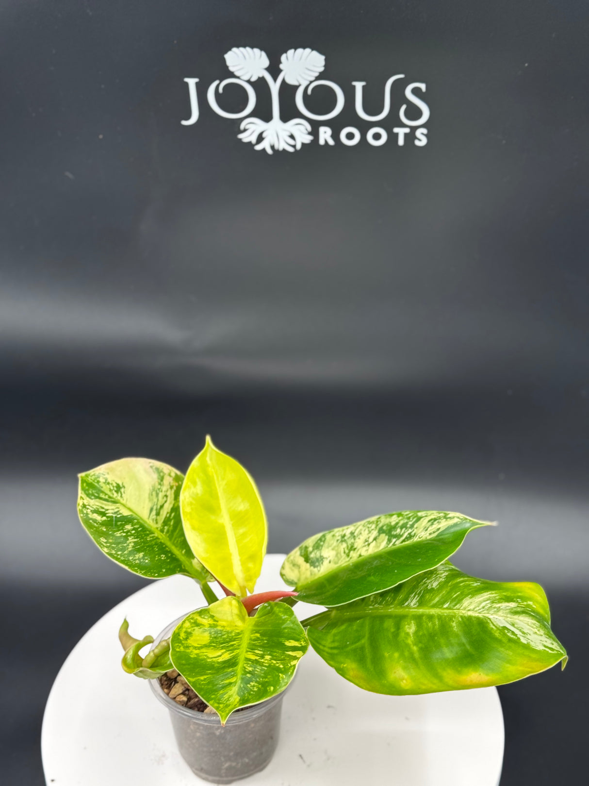 Variegated Moonlight