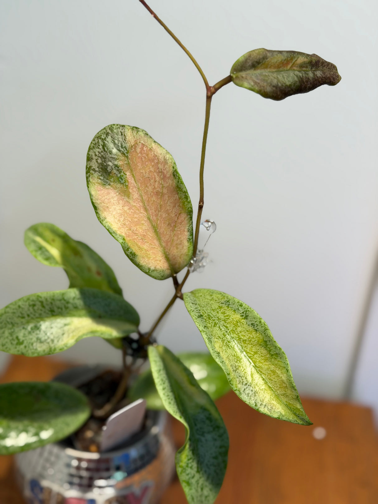 A-253 Jita ‘Autumn Guava’ (silver, variegated)