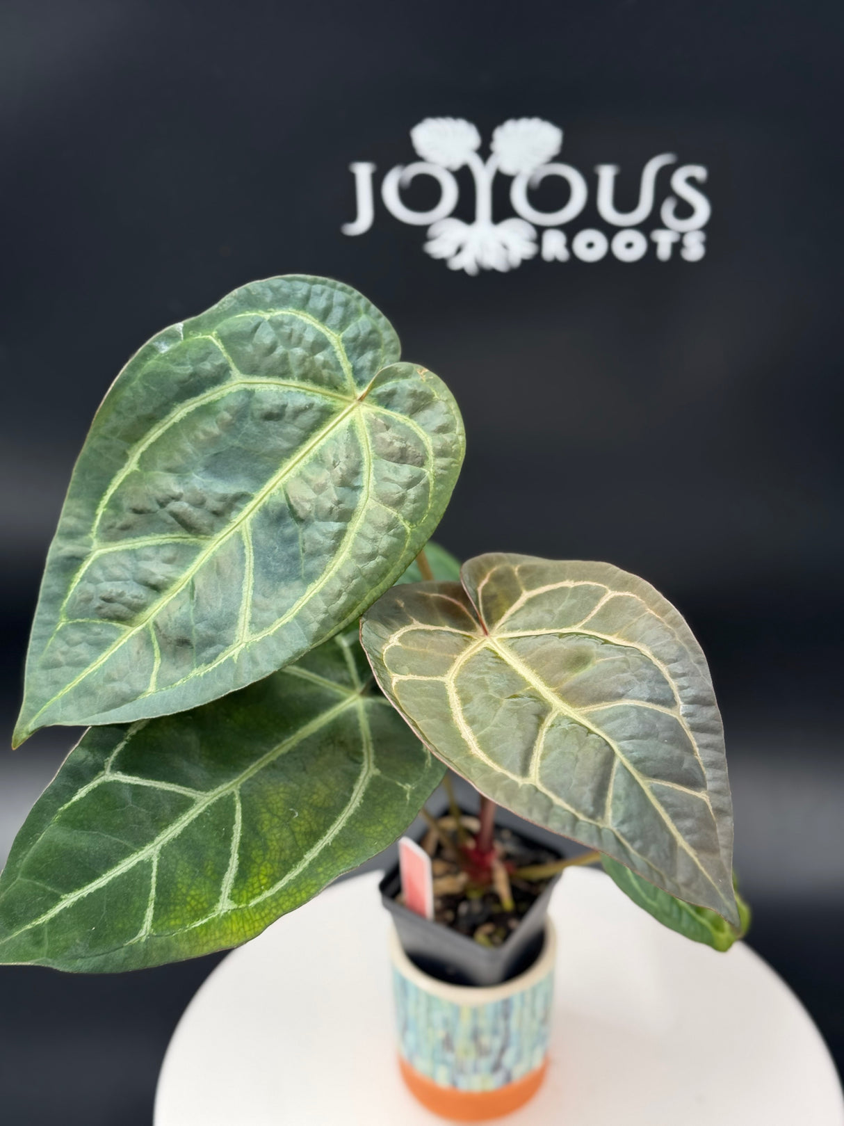 (Brielle x Red Crystal) x NSE Carla