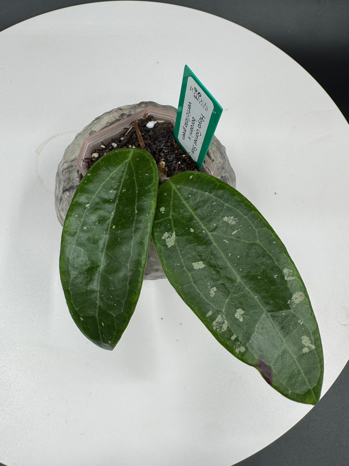 Hoya Garnet Star (bordenii x verticillata green)