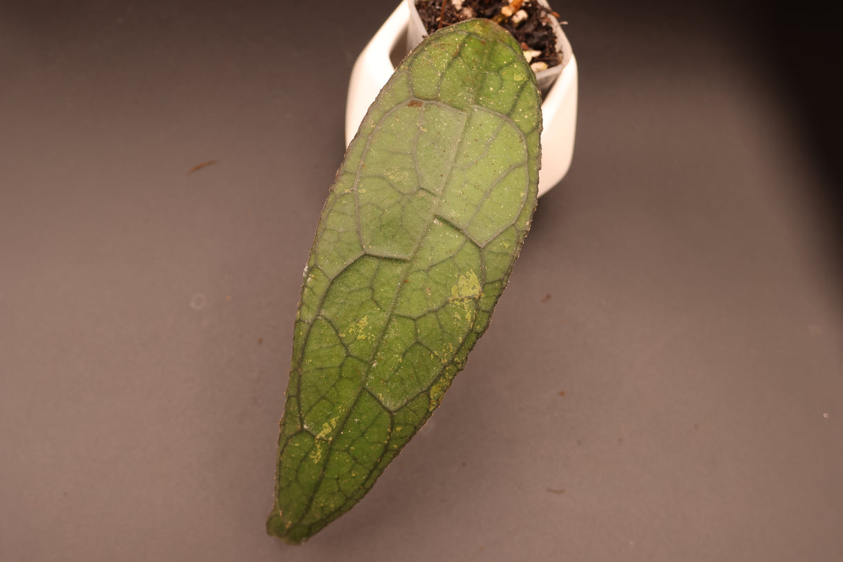 clemensiorum NAPC032 (Long Veiny Leaves) -WE-875