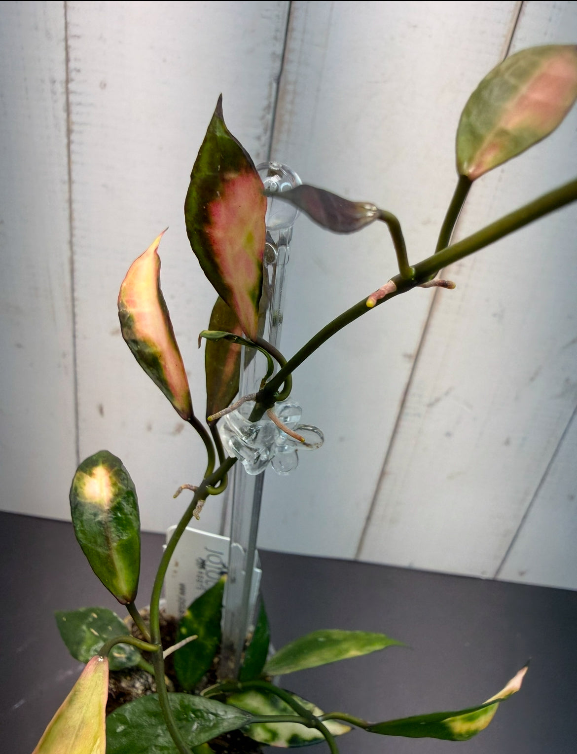 B-289 lacunosa Cianjur (variegated)
