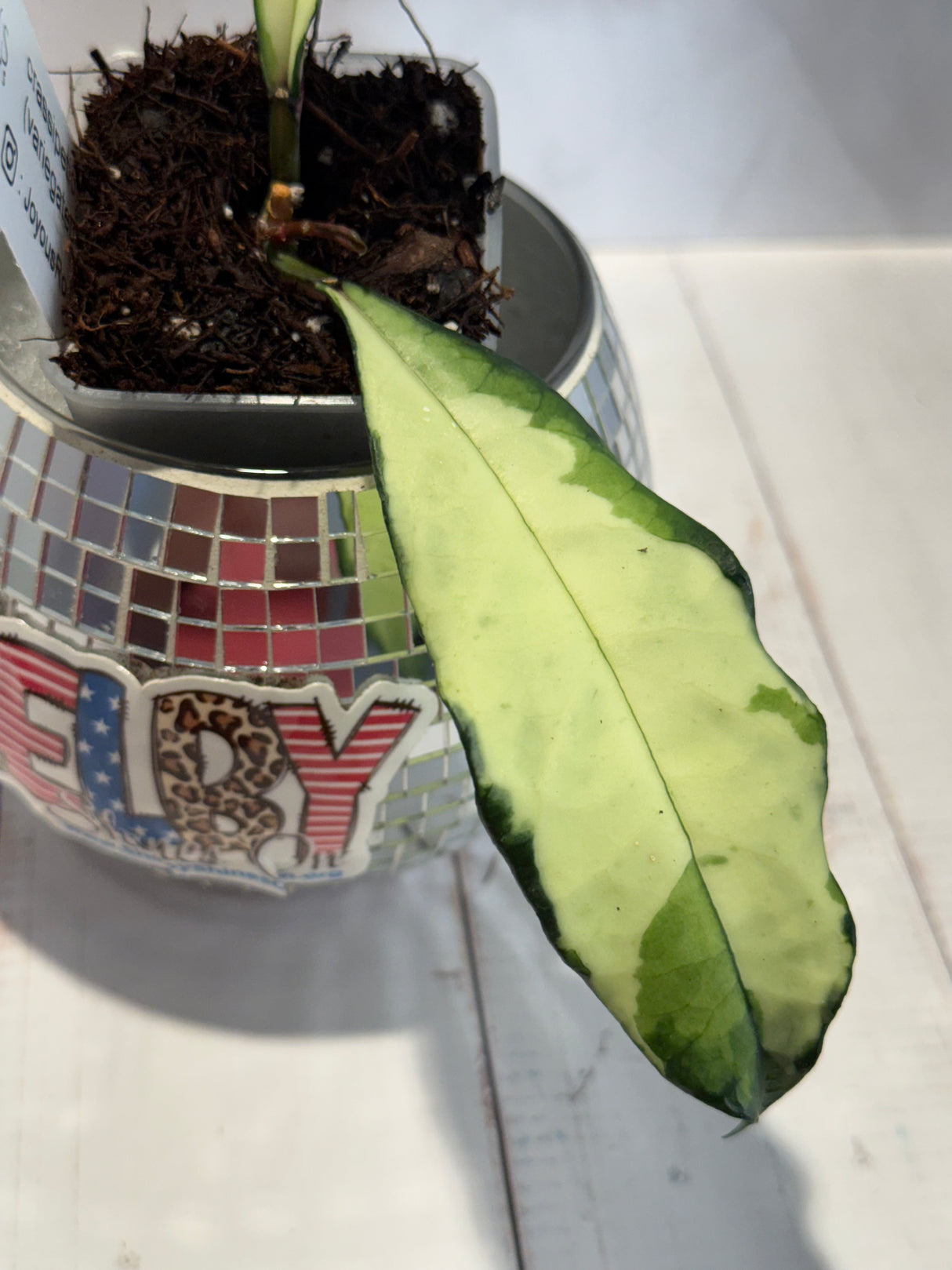 D-459 Crassipetiolata (variegated)