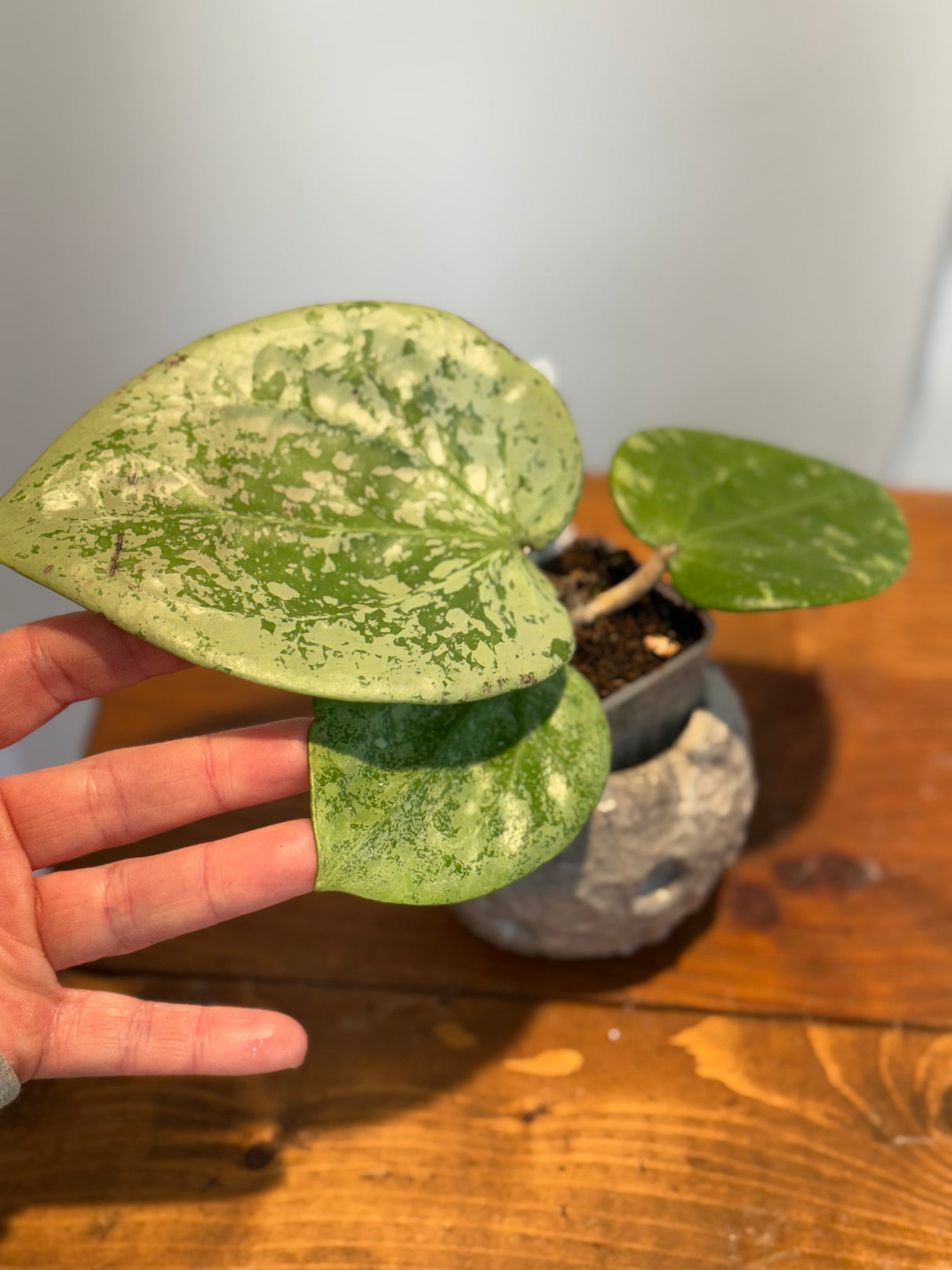 A-186 Hoya glabra (super splash)