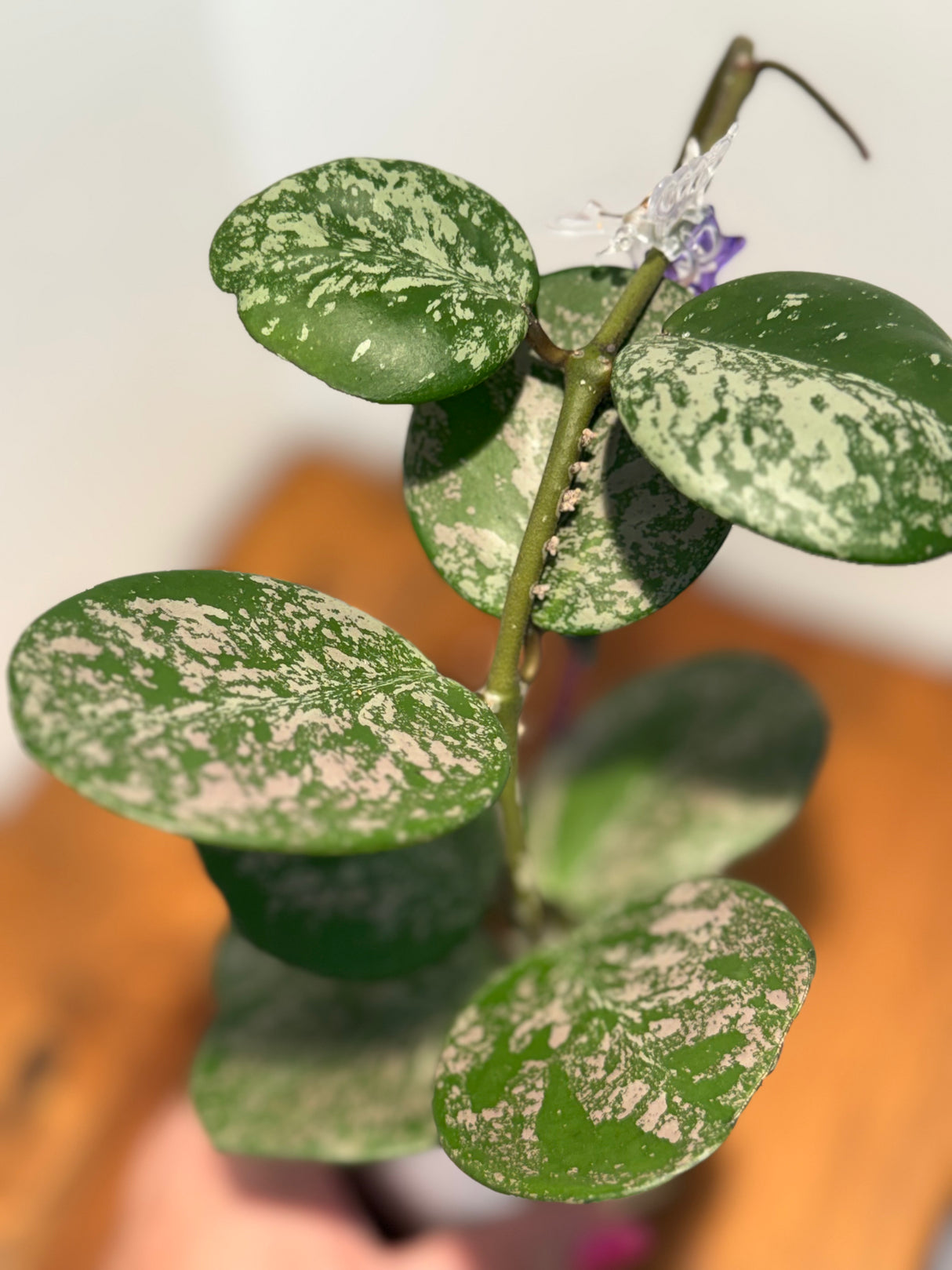 A-189 Hoya obovata (super splash)