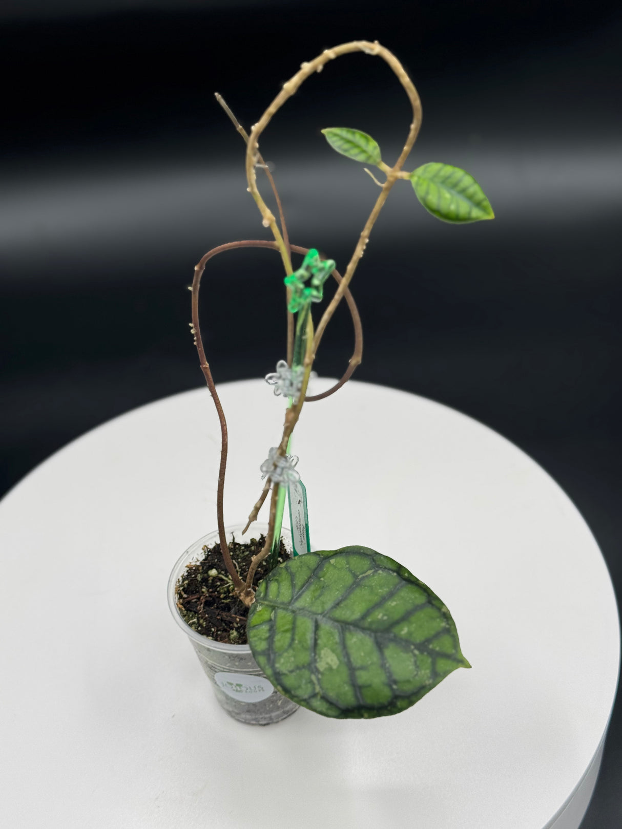 Hoya Callistophylla Chibi