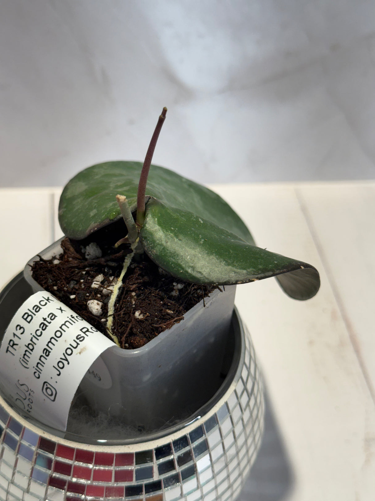 D-449 TR13-Black Margin (imbricata x cinnamomifolia)