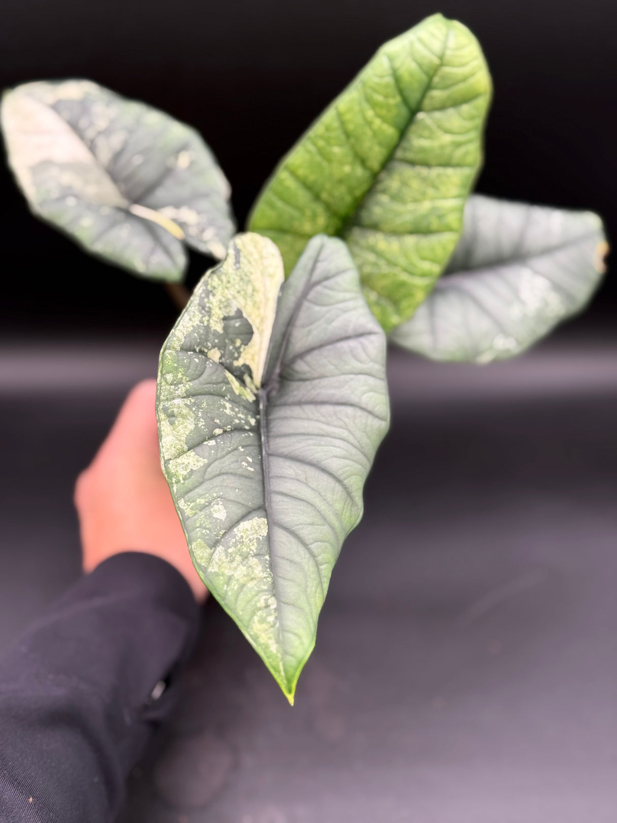 WE-224 Platinum Bisma Mint